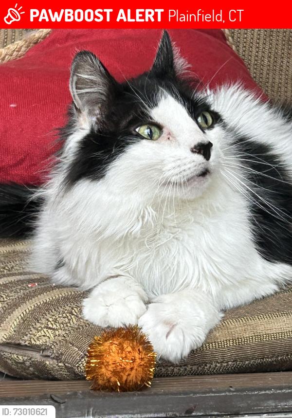 Lost Male Cat last seen Near Ward Ave, Plainfield, CT 06354