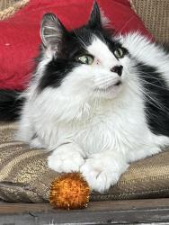 Lost Male Cat last seen Near Ward Ave, Plainfield, CT 06354