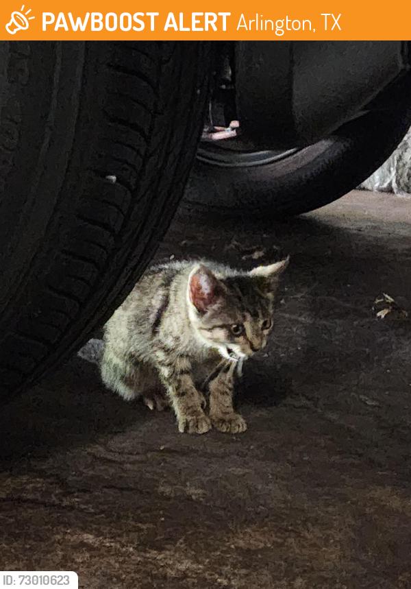 Found/Stray Female Cat last seen Leonard Ct. Arlington, TX 76015, Arlington, TX 76015