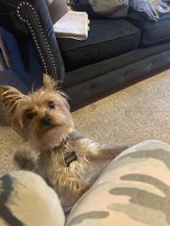 Reunited Female Dog last seen Near Bold Forbes Dr, Grand Prairie, TX 75052, USA, Grand Prairie, TX 75052