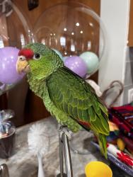 Lost Female Bird last seen Blossom, Haverhill, MA 01835