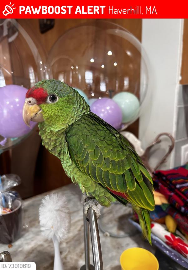 Lost Female Bird last seen Blossom, Haverhill, MA 01835