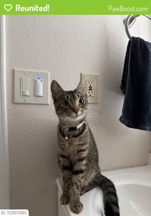 Reunited Female Cat last seen Near S Almond Ave, Ontario, CA 91762, USA, Ontario, CA 91762