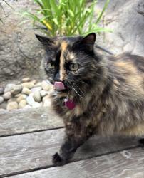 Lost Female Cat last seen Laguna beach high school, Laguna Beach, CA 92651