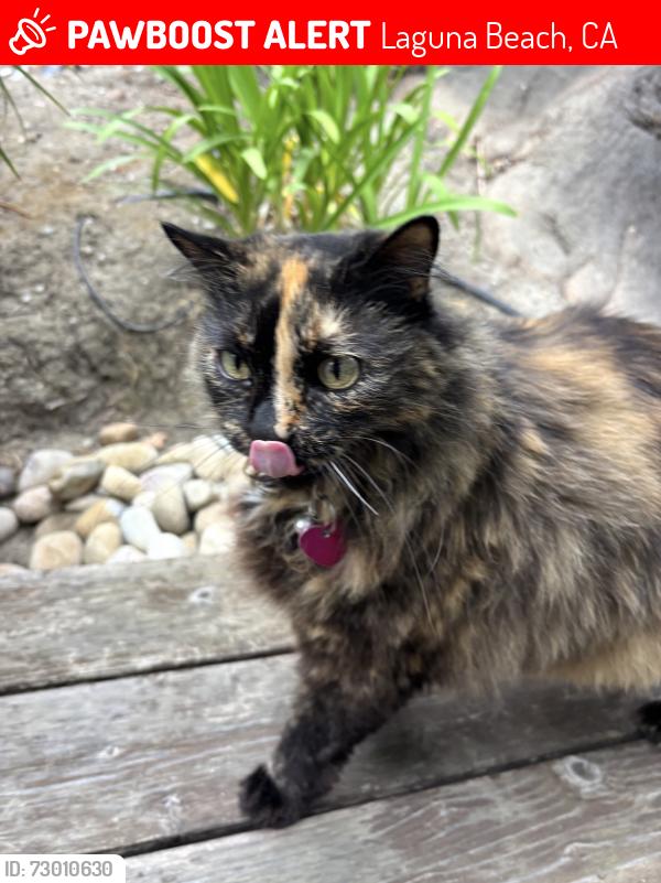 Lost Female Cat last seen Laguna beach high school, Laguna Beach, CA 92651