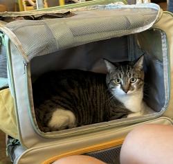 Lost Female Cat last seen Across the street from dominos, Sparks, NV 89431