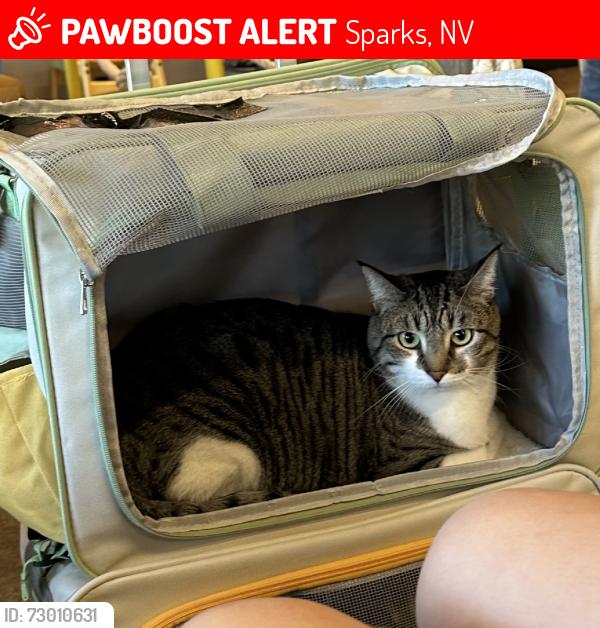 Lost Female Cat last seen Across the street from dominos, Sparks, NV 89431