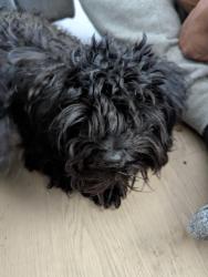 Found/Stray Unknown Dog last seen Whitney and Russell , Henderson, NV 89015