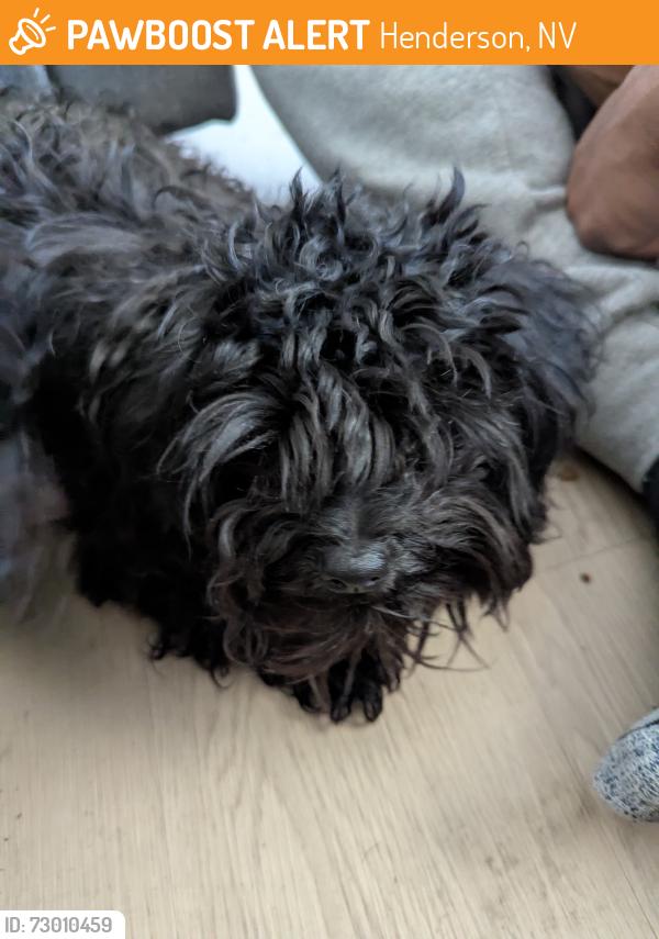 Found/Stray Unknown Dog last seen Whitney and Russell , Henderson, NV 89015