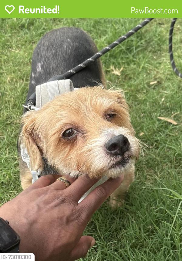 Reunited Male Dog last seen West love, Dallas, TX 75235