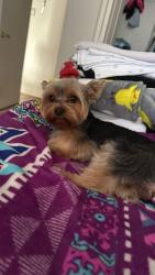 Lost Male Dog last seen Near Apopka Vineland Road, Golden Oak, FL 32836