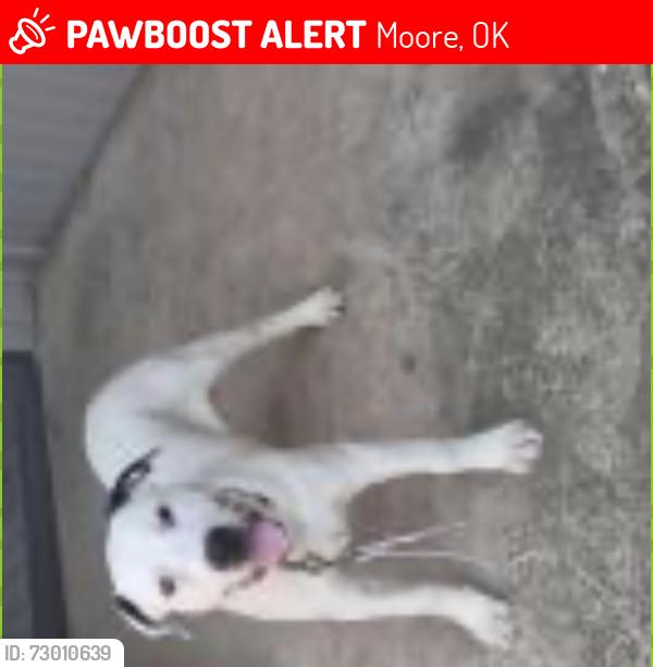 Lost Male Dog last seen NW 34th st, Moore, OK 73160
