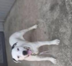 Lost Male Dog last seen NW 34th st, Moore, OK 73160
