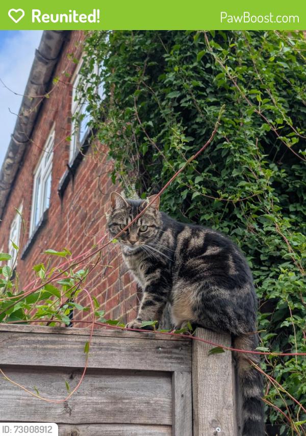 Reunited Female Cat last seen Petrol station , Cippenham, England SL1 6JP