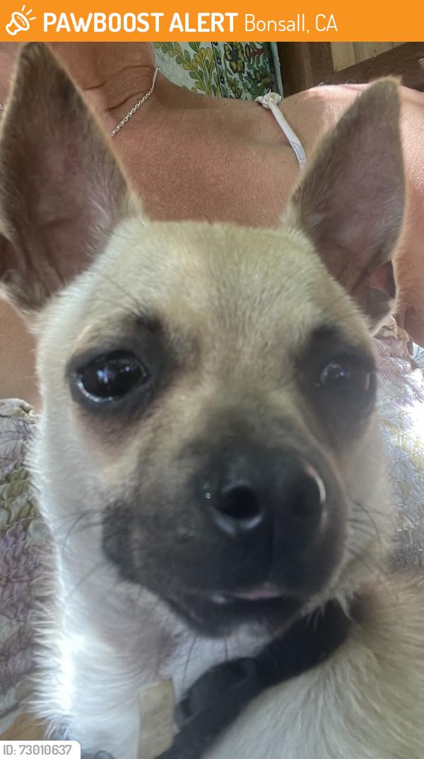 Found/Stray Female Dog last seen Via Puerta Del Sol, Bonsall, CA 92003