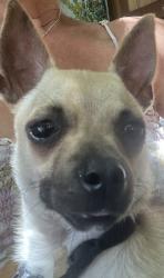 Found/Stray Female Dog last seen Via Puerta Del Sol, Bonsall, CA 92003