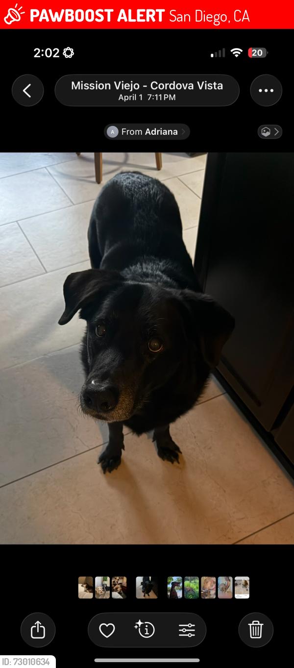 Lost Male Dog last seen Top of the hill on Leathers st next to a culdesac  , San Diego, CA 92117