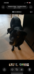 Lost Male Dog last seen Top of the hill on Leathers st next to a culdesac  , San Diego, CA 92117
