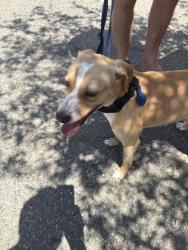 Found/Stray Unknown Dog last seen Date palm court, Vista, CA 92084