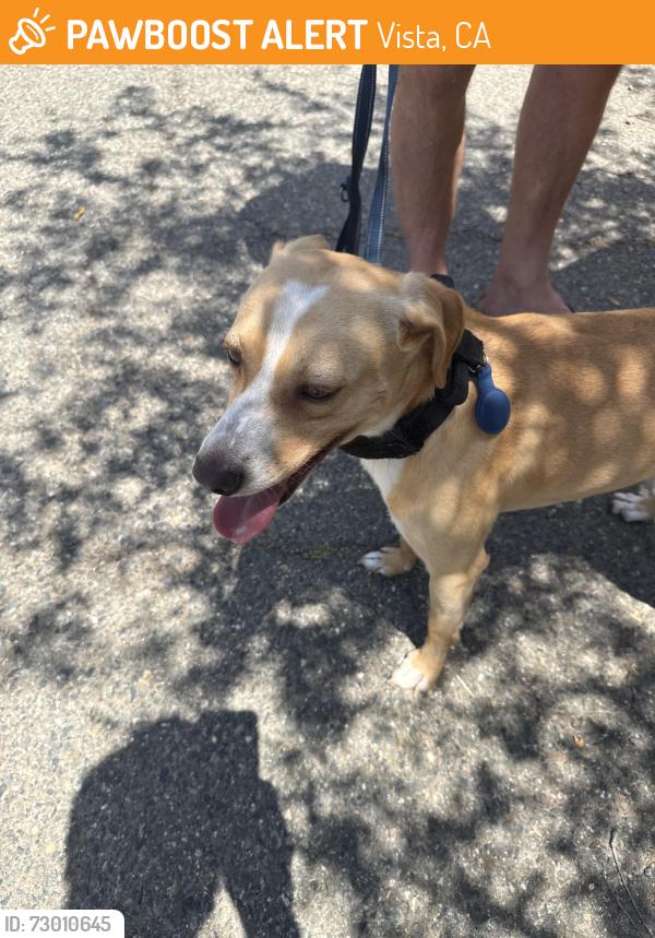 Found/Stray Unknown Dog last seen Date palm court, Vista, CA 92084