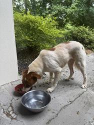 Found/Stray Unknown Dog last seen Forest Lake South and Lake Valley, Macon, GA 31210