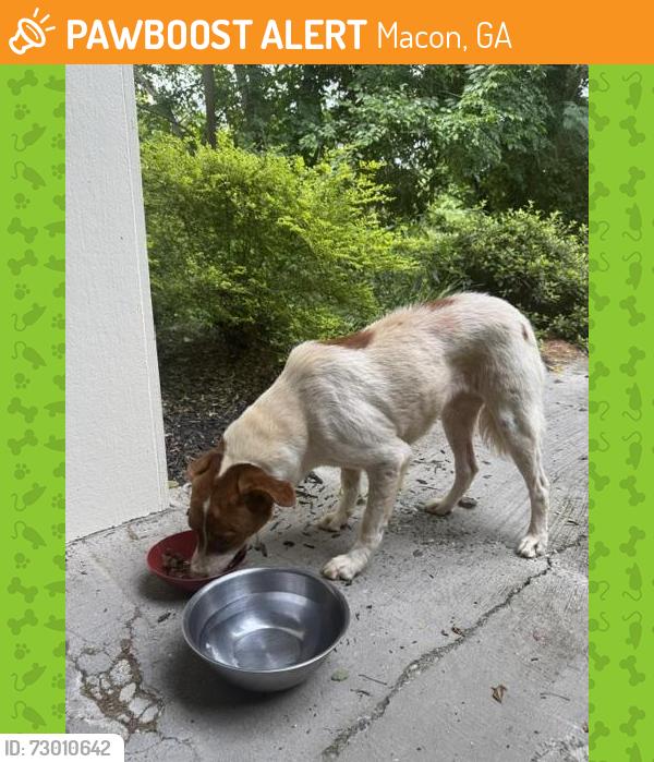 Found/Stray Unknown Dog last seen Forest Lake South and Lake Valley, Macon, GA 31210