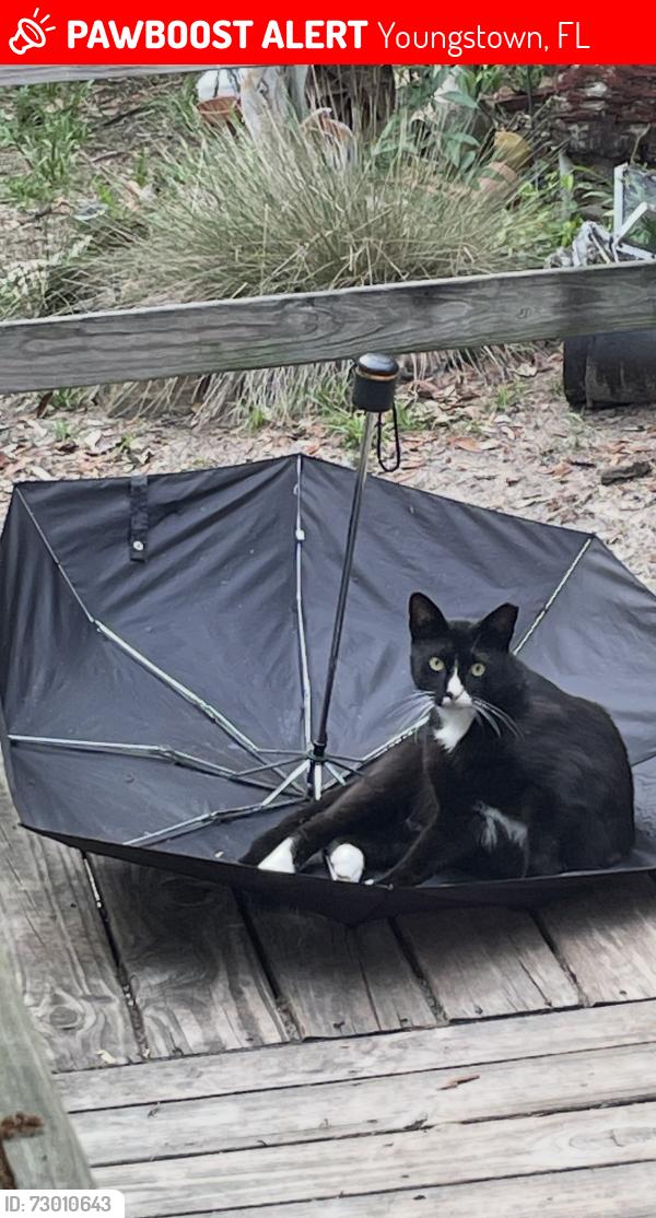 Lost Male Cat last seen County road 2301, Youngstown, FL 32466