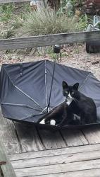 Lost Male Cat last seen County road 2301, Youngstown, FL 32466