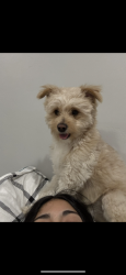 Reunited Male Dog last seen Penny springs park Vineyard Utah , Vineyard, UT 84059