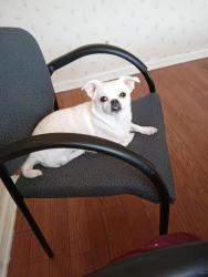 Lost Female Dog last seen West broad Street Wilson road, Columbus, OH 43228