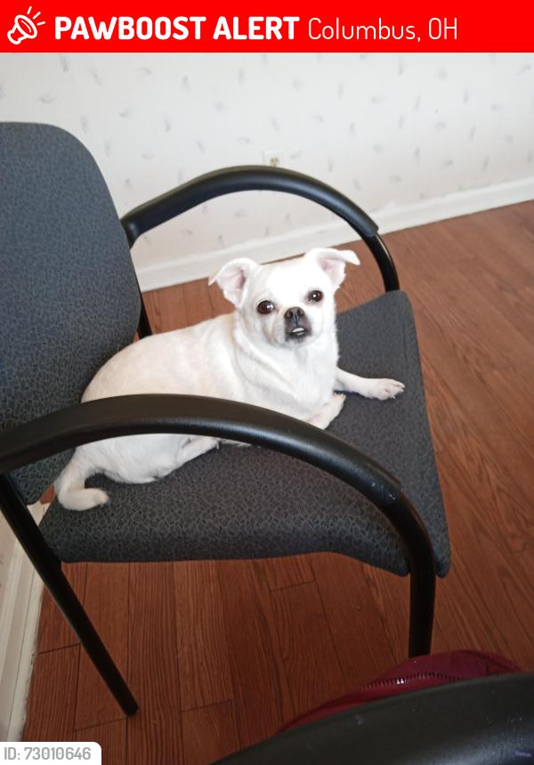 Lost Female Dog last seen West broad Street Wilson road, Columbus, OH 43228