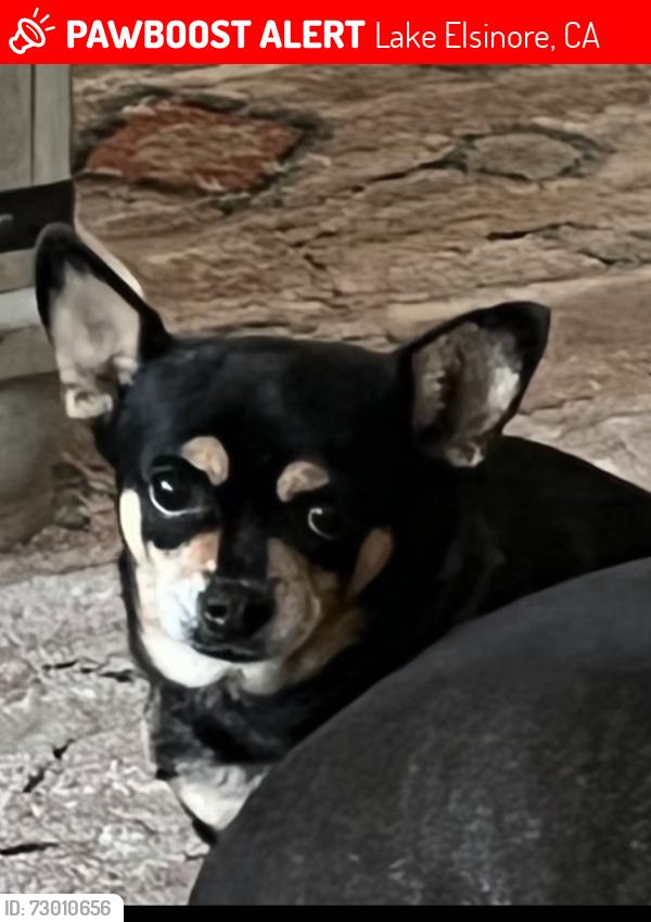 Lost Female Dog last seen Plaza avila, Lake Elsinore, CA 92532