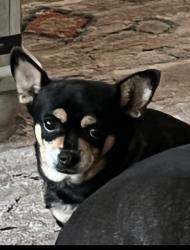 Lost Female Dog last seen Plaza avila, Lake Elsinore, CA 92532