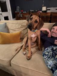 Reunited Female Dog last seen Falls Road and Democracy Boulevard , Potomac, MD 20854