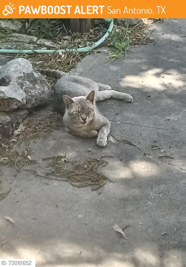 Found/Stray Male Cat last seen Shasta Ave, San Antonio, TX 78221