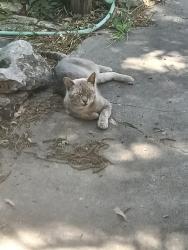 Found/Stray Male Cat last seen Shasta Ave, San Antonio, TX 78221