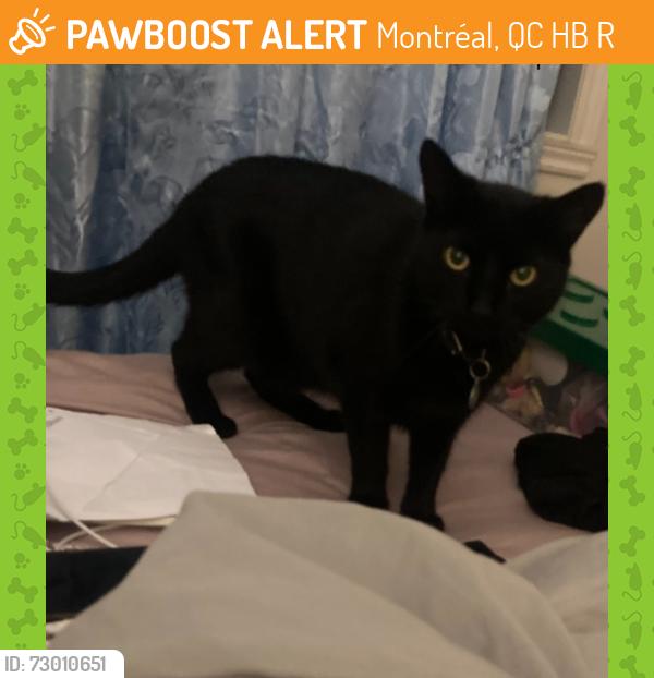 Found/Stray Unknown Cat last seen Sherbrooke Street, Montréal, QC H4B 2R2