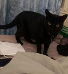 Found/Stray Unknown Cat last seen Sherbrooke Street, Montréal, QC H4B 2R2