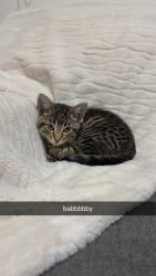 Found/Stray Male Cat last seen couple minutes walk from no frills, Calgary, AB T1Y