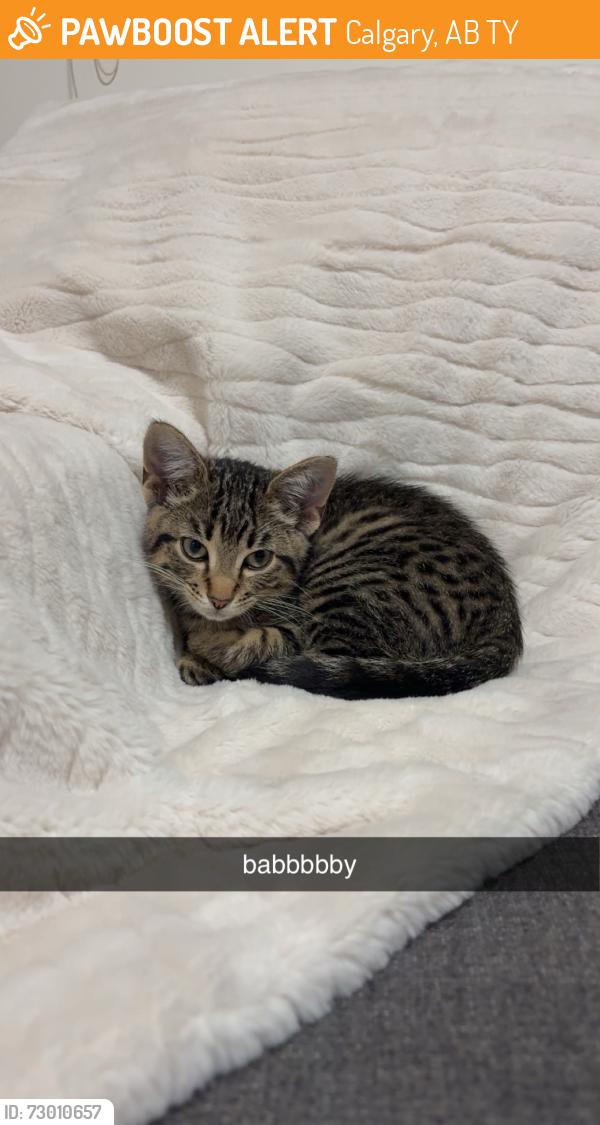 Found/Stray Male Cat last seen couple minutes walk from no frills, Calgary, AB T1Y