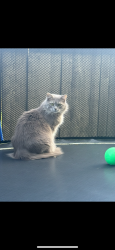 Lost Female Cat last seen Everett mall way, Everett, WA 98203