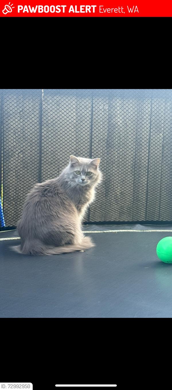 Lost Female Cat last seen Everett mall way, Everett, WA 98203