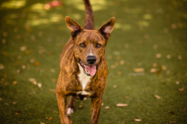 Shelter Stray Female Dog last seen , 2769 Conroy Rd, Orlando, FL 32839, USA
