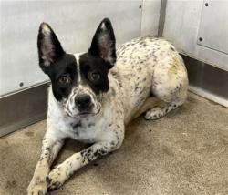 Shelter Stray Male Dog last seen Near BLOCK N RIVERSIDE AVE, 333 Chandler Pl, San Bernardino, CA 92408, USA
