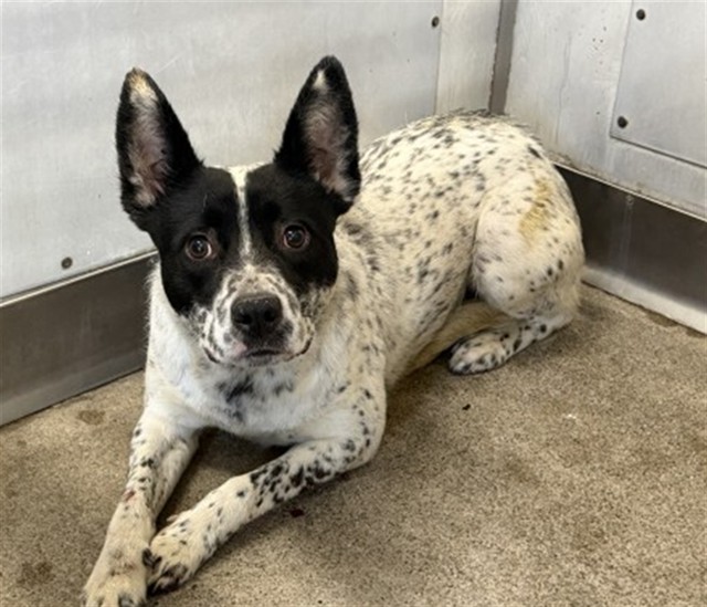 Shelter Stray Male Dog last seen Near BLOCK N RIVERSIDE AVE, 333 Chandler Pl, San Bernardino, CA 92408, USA