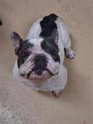 Shelter Stray Male Dog last seen OTAY LAKES ROAD AND H ST, 130 Beyer Way, Chula Vista, CA 91911, USA