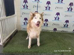 Shelter Stray Male Dog last seen , 2769 Conroy Rd, Orlando, FL 32839, USA
