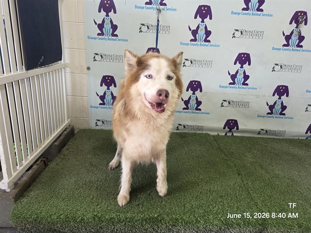 Shelter Stray Male Dog last seen , 2769 Conroy Rd, Orlando, FL 32839, USA