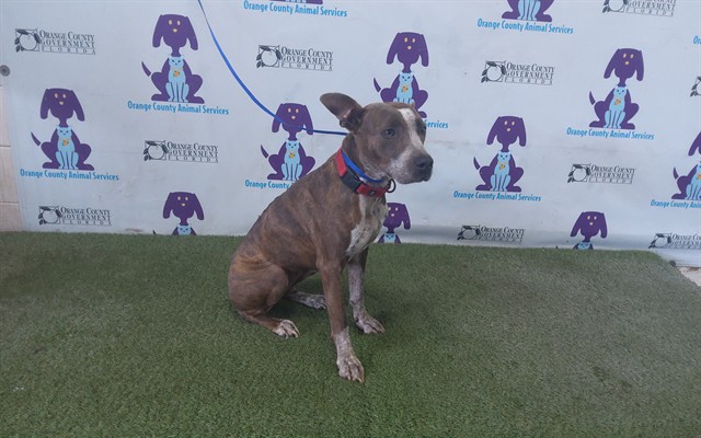 Shelter Stray Female Dog last seen , 2769 Conroy Rd, Orlando, FL 32839, USA