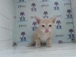 Shelter Stray Male Cat last seen , 2769 Conroy Rd, Orlando, FL 32839, USA